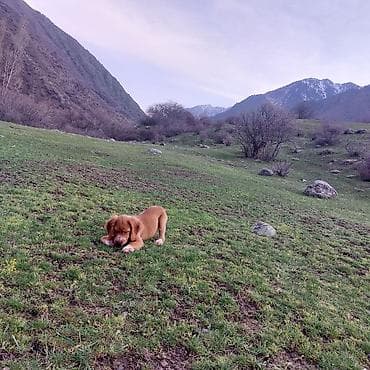 Иттер: ПРОПАЛ Щенок (рыжий, длинноухий) ПОЖАЛУЙСТА ПОМОГИТЕ НАЙТИ. ПРОПАЛА В — 5