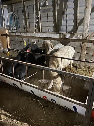 Семиз кочкорлор болушу 25минден - Конструкция: металлический