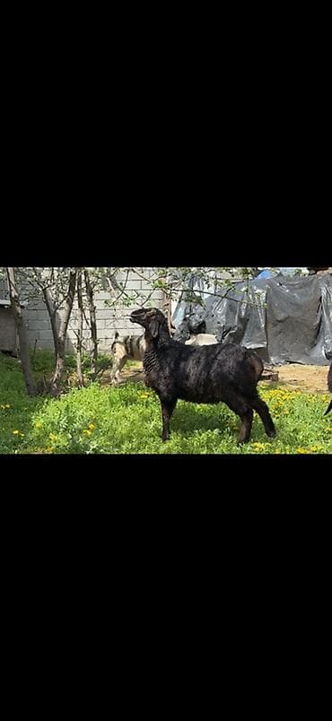 Продаю | Овца (самка) | Арашан | Для разведения