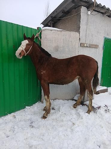 тооктор манас: Сатам | Тай | Аргын | Көбөйтүү үчүн — 7