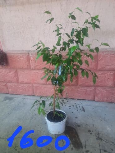 сок алоэ цена бишкек: Алоэ — 11