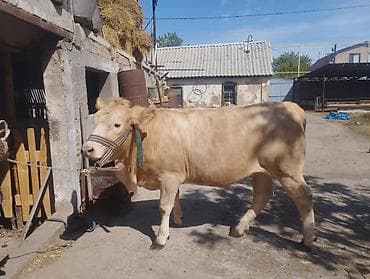кой кыркан апарат: Продаю | Бык (самец), Тёлка | На откорм | Привязанные — 3