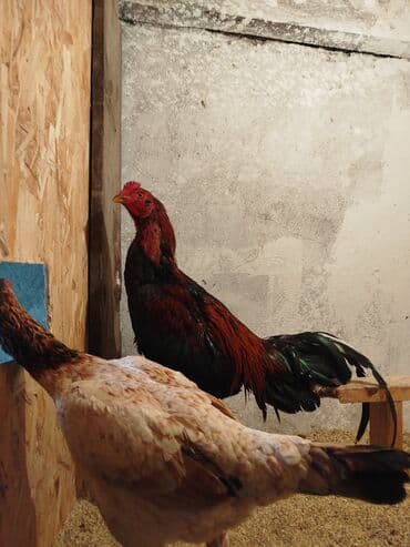 хомяки с клеткой: Продоётся бойцовый докан одноглазый нету правого глазапо прозвище — 3