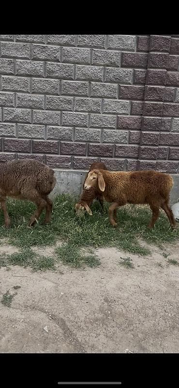 рога муйуз: Продаю | Баран (самец), Ягненок | Арашан | Для разведения — 4