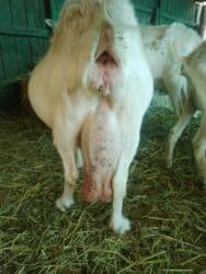 собака доберман цена: Продаю | Коза (самка), Козёл (самец) | Битал, Зааненская | Для разведения | Племенные — 26