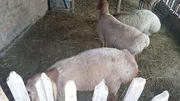 Зоотовары: Продаю | Баран (самец) | Для разведения | Племенные — 2