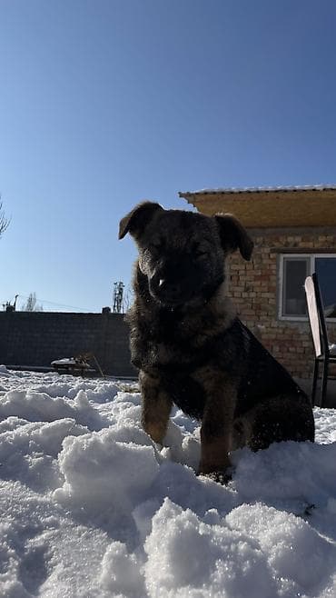 все для собак: Собака даром: 3 месяца, Самка — 7