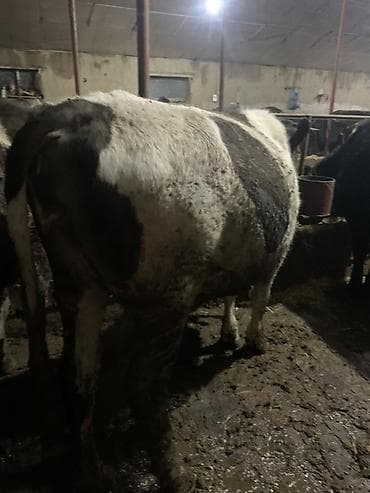 Продаю | Корова (самка) | Для молока | Привязанные