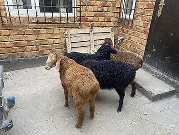 дакан корз: Продаю | Ягненок | На забой — 4