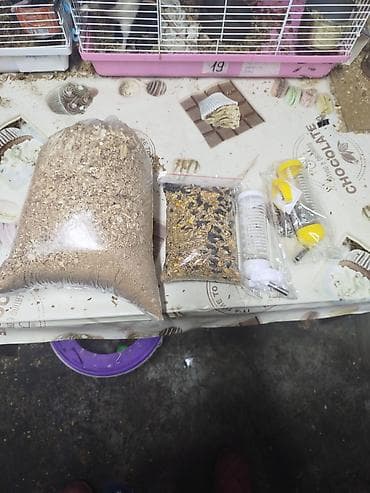 двухчубые голуби цена: Продам маленьких крысят Дамбо декоративные рексы ручные домашние. Есть — 9