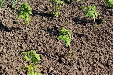 мешки для лук: 🍓 Малина «Полька» саженцы (ремонтантная) ✔ Крупная, ярко-красная ягода — 2