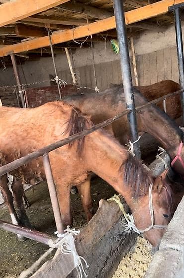 Продаю | Жеребец | Для разведения at lalafo.kg Продаю | Жеребец | Для разведения