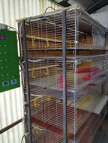 Продаю клетку для подращивания цыплят с суточного возраста