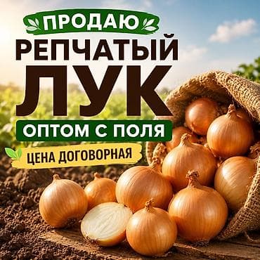 пияз сорту: Лук Оптом — 1