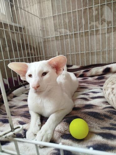 наполнители для кошек: Ориентальная, 4 месяца, Мальчик, Белый, Приучена к лотку, Проглистована, С документами — 26