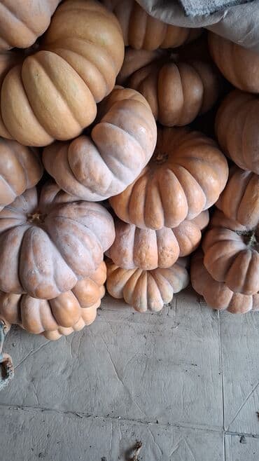 банки 3 литра цена бишкек: Продаю тыквуПродаю Тыква оптом от 2,5 тонн Предлагаем свежую — 2