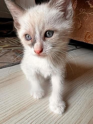 кошка сфинкс с шерстью: Кошка даром: Сибирская, Девочка — 4