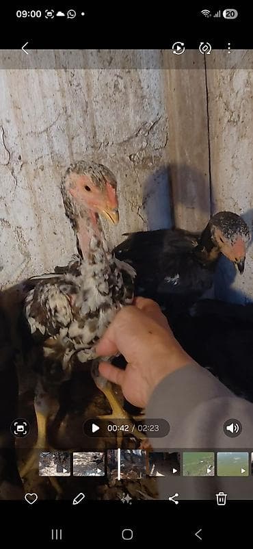 декоративные голуби: Продаю цыплят,бойцовые(дакан) 2, 5 месяцев. прививки сделаны. курочки — 2