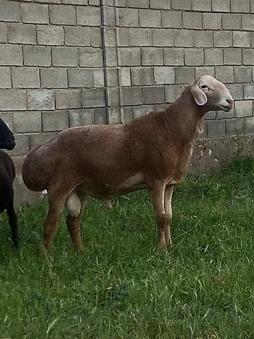 Продаю | Баран (самец) | Гиссарская | Для разведения | Племенные