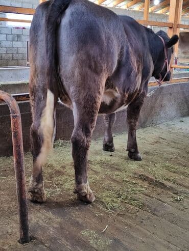 зоомагазин бишкек с животными: Продаю | Тёлка | Швицкая, Симментальская | Для молока | Стельные, Искусственник, Нетель — 4
