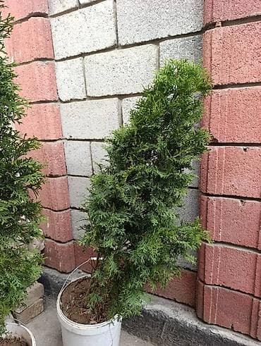 дерев: Туи в контейнерах (вертикальные хвойные кусты для сада) Туя — 2