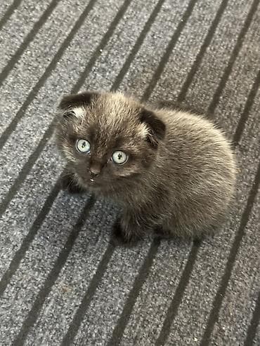 бенгалы котята: Скотиш Фолд (Шотландская вислоухая), 1 месяц, Девочка, Приучена к лотку, Проглистована — 3