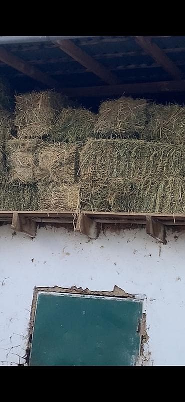 Сено в тюках - Прессованное прямоугольными тюками, аккуратная укладка at lalafo.kg Сено в тюках - Прессованное прямоугольными тюками, аккуратная укладка