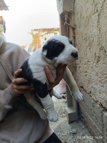 купить охотничью собаку дратхаар: Готовятся к продаже щенки алабая.родились 1 ноября.мальчики и — 5