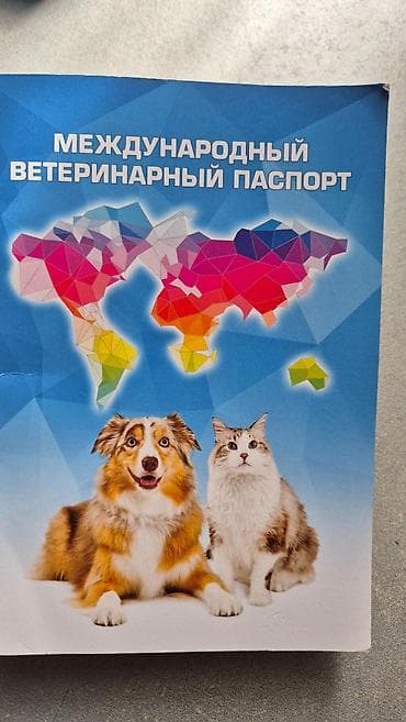 хаски собаки цена: Хаски, 4 месяца, Самка, С прививкой — 5