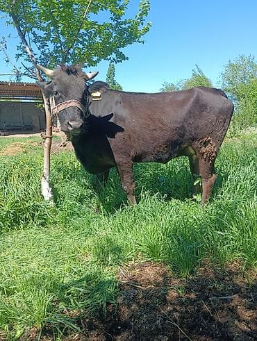 Животные: Продаю | Корова (самка) | Для разведения | Привязанные — 1