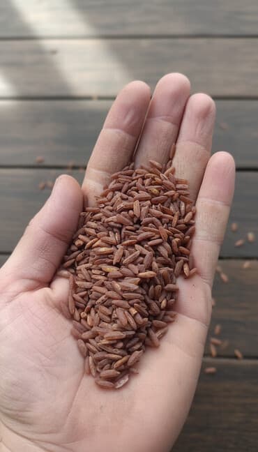 односпальные кровати с ящиками бишкек: Красный рис (цельнозерновой, нешлифованный) - Зёрна удлинённой формы — 1