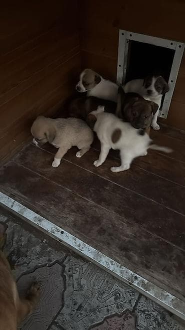 профессиональная дрессировка собак: Щенки смешанных пород Отдам Даром ! Кушают любую еду Подходят для — 6