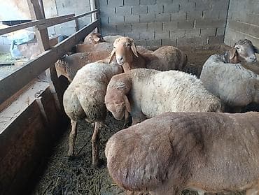 собака девочка: Продаю | Овца (самка) | Для разведения — 1