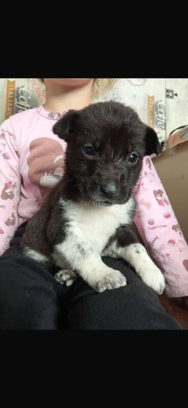 ахотничий собака: Отдам даром. В добрые руки, Щенки двортерьеры)) дворняжки, будут — 4