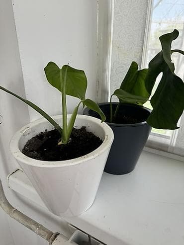 монстер: Комнатные растения в горшках. - Бегония декоративно-лиственная — 5