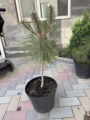 кукуруза для попкорма: Крымская сосна,обыкновенная сосна в горшках — 3