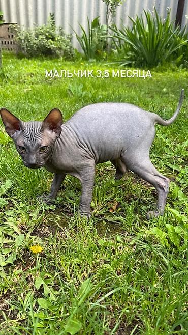 🐾 Ищем самые заботливые и любящие семьи для наших котят 🐾 В продаже