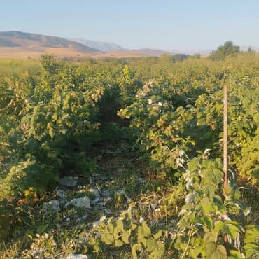 купить дом в кок жар бишкек: 1000 соток, Для сельского хозяйства, Договор купли-продажи — 1