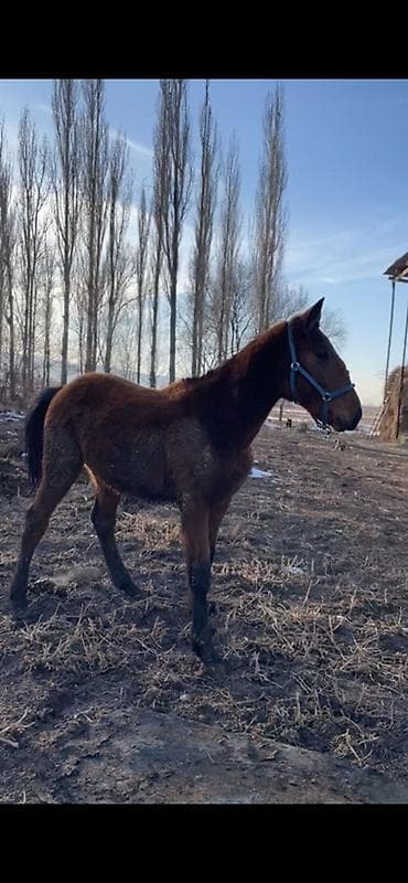 охот собака: Продаю | Жеребенок | Полукровка, Кара Жорго | Конный спорт — 2