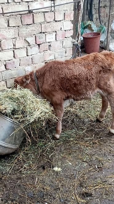 улуу тоо: Сатам | Бука (эркек) — 7