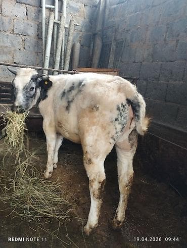 для коровы: Продаю | Корова (самка) | Бельгийская — 4