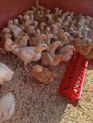 куплю корм для животных: Продаю | Цыплята | Домашняя | Для разведения — 8