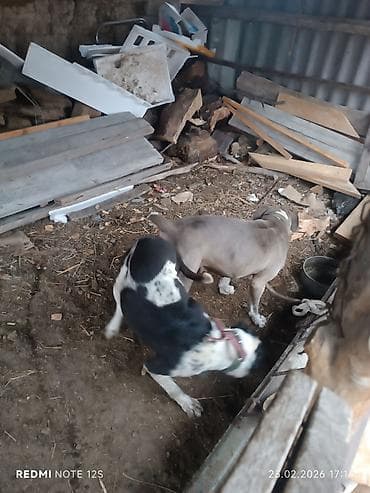 Аквариумдар: Питбуль, 2 жаш, Эркек, Эмделген — 2