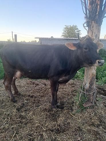 алабай кучуктор: Продаю | Корова (самка) | Алатауская | Для молока — 2