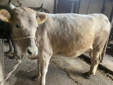 мышык сатам: Сатам | Уй (ургаачы) | Байланган — 2