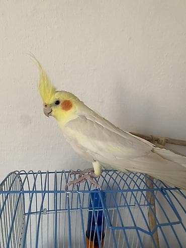 Продаю Попугая самец, полтора года, птица живучая от испуга или холода