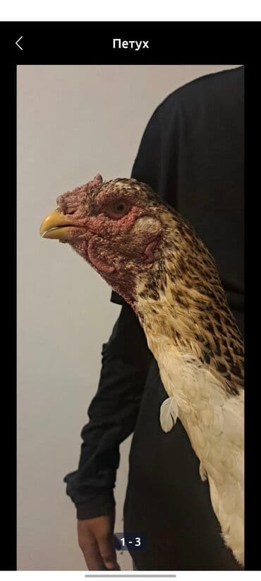 купить собаку породистую: Продаю | Куры | Бойцовая | Для разведения — 1