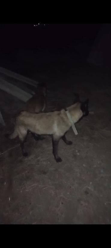 домашний животные: Бельгийская овчарка, 3 месяца, Самка, С прививкой — 7