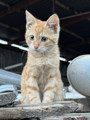 дом для котов: Кошка даром: Беспородная, Девочка — 1