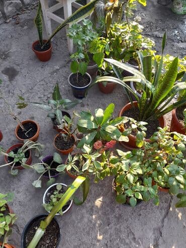 где купить цветы оптом дешево: Домашние и уличные цветы цены разные — 3